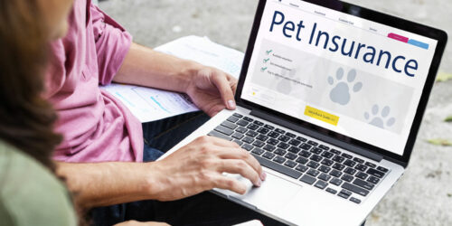 Understanding pet insurance and top 4 companies