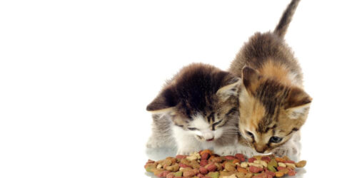 Using cat food coupons for nutritious cat food