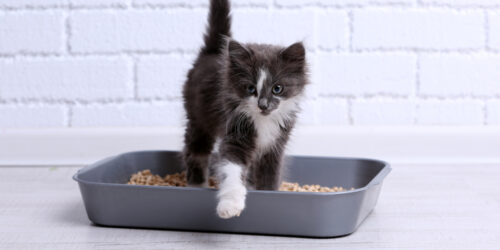 3 Tips To Use Cat Treats While Not Spoiling Them