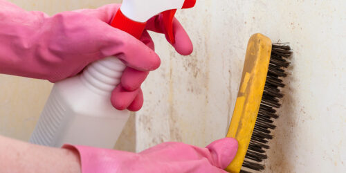 3 natural ways to remove mold