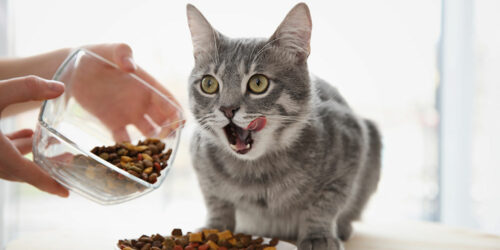 3 best wet and dry cat foods