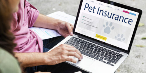 3 essential tips for choosing the right pet insurance plan