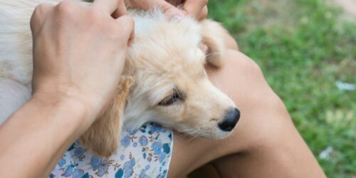 3 home remedies for dog allergies