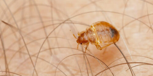 10 Home Remedies to Get Rid of Bed Bugs