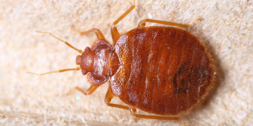 7 Ways to Effectively Detect Bed Bugs