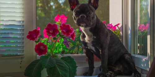 7 poisonous houseplants to keep away from dogs