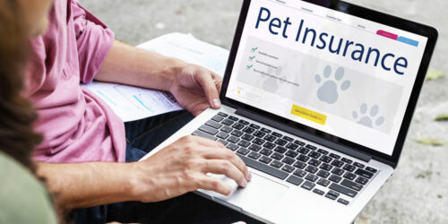 4 Best Pet Insurance Companies in the US