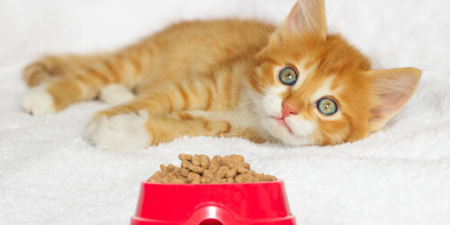 4 Questions To Ask While Buying Dry Cat Food