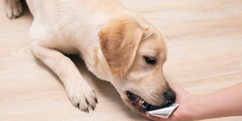 4 common FAQs on flea pills for dogs