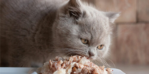 4 factors to remember while buying cat food