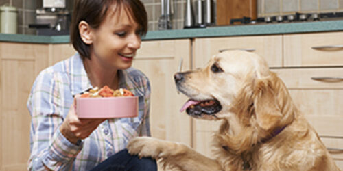 4 things to remember while shopping for dog food