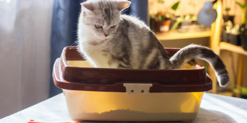 4 ways to reintroduce cats to the litter box