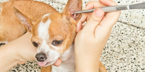 5 Natural Remedies That Can Help Repel Fleas