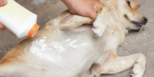 5 Easy Ways to Rid Pets of Fleas