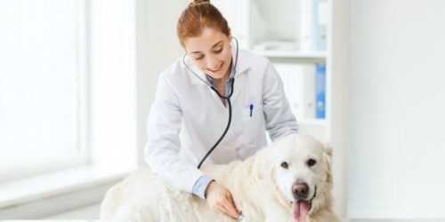 5 Facts About Pet Insurance That You Must Know