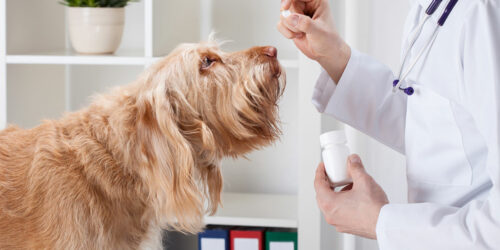 5 Popular Online Pharmacies for Pet Meds