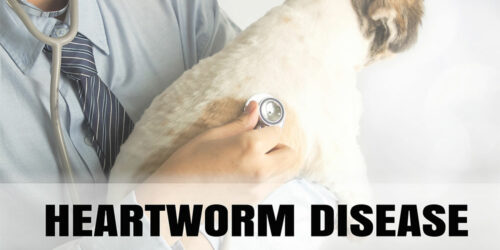 5 medicines that help prevent heartworm in dogs