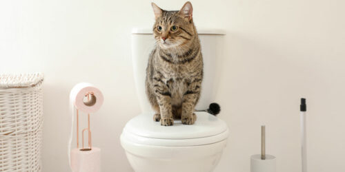 5 helpful tips to toilet train your cat