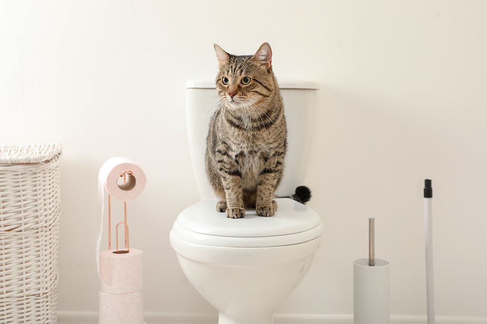 5 helpful tips to toilet train your cat