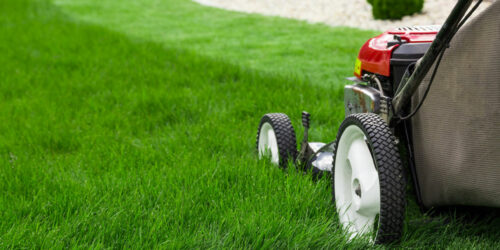 5 lawn care tips to maintain a lush green yard