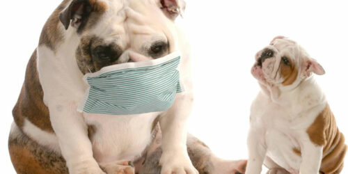 5 prominent symptoms that indicate dog allergy