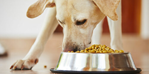 5 tips to choose the right dog food