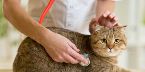 6 Common Health Problems in Cats