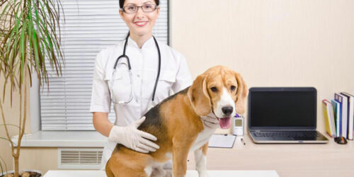 6 effective chewable flea and tick medications for dogs