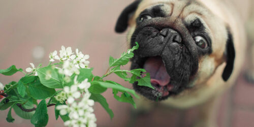 6 plants that are toxic to dogs