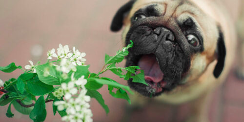 6 plants that are harmful to dogs