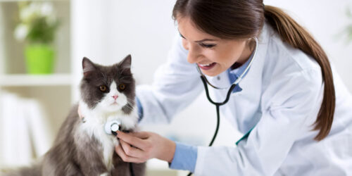 Common inclusions and exclusions to look for in a pet insurance plan