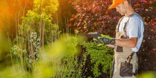 A Guide To Affordable Lawn Care Services