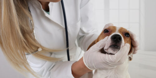 An Overview Of Allergies In Dogs- Causes, Symptoms, And Treatment Options