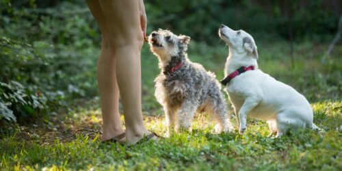 All You Need To Know While Buying Chew Treats For Your Dog