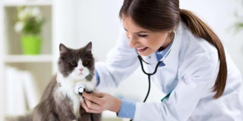 Are Fleas Pestering Your Cat? Here&#8217;s How You Can Get Rid Of It!