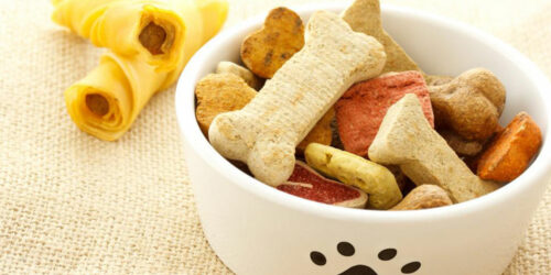 Aspects to consider while selecting the best dog food