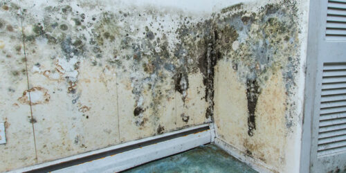 Best mold water damage service providers in the country