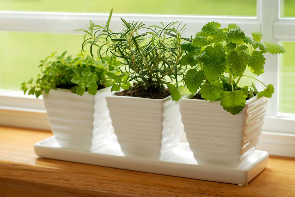 Green kitchens – growing a garden where you cook