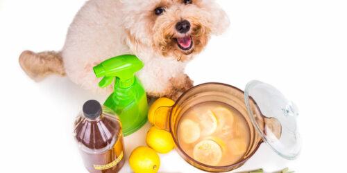 DIY vinegar and baking soda sprays to get rid of fleas on pets