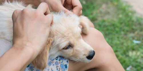 Easy and natural ways to get rid of fleas and ticks