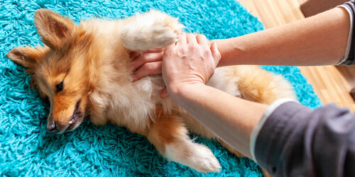 Easy ways to identify signs of pain in pets