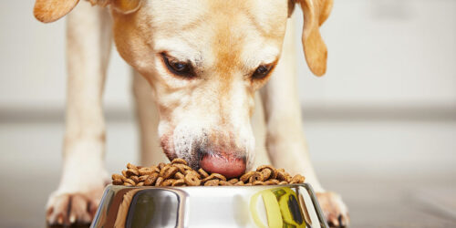 Essentials to Know When Choosing Food for Dogs with Sensitive Skin