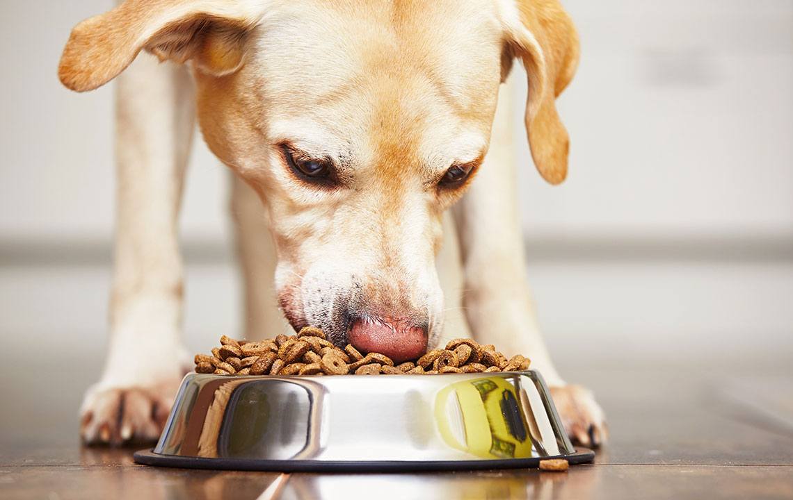 Essentials to Know When Choosing Food for Dogs with Sensitive Skin