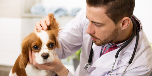 Everything You Need To Know About Allergies In Dogs