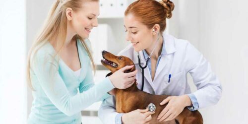 How to choose pet insurance