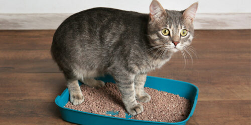 How to solve cat litter box problems