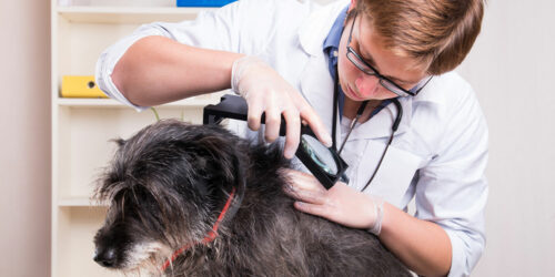 Home-based remedies for fleas