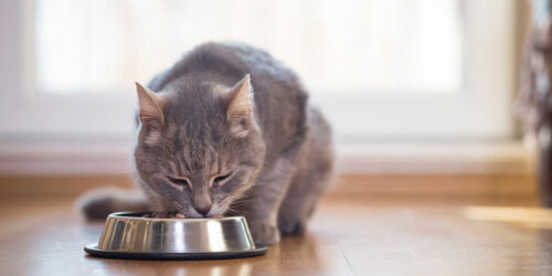 Healthy cat food options to combat gastrointestinal issues