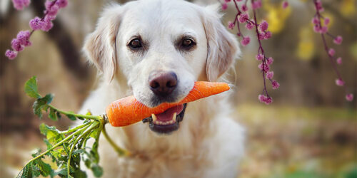 Human foods that are best for dog health