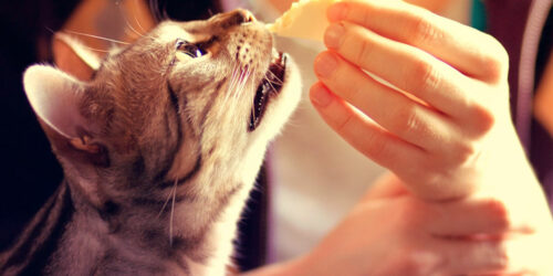 Human foods that are considered safe for cats